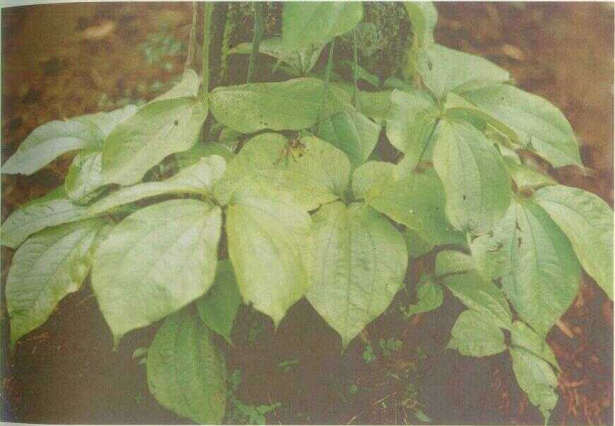 Gadung (Dioscorea hispida Dennst.)