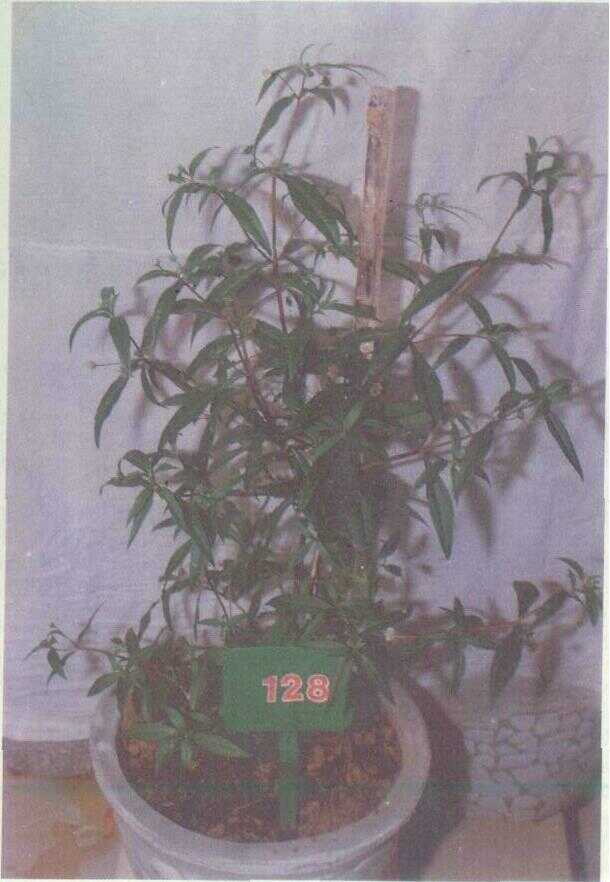 Orang-aring (Eclipta alba L. Hassk.)