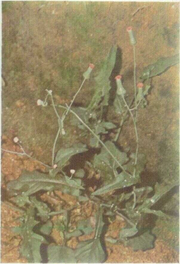 Tempuh Wiyang (Emilia sonchifolia DC.)