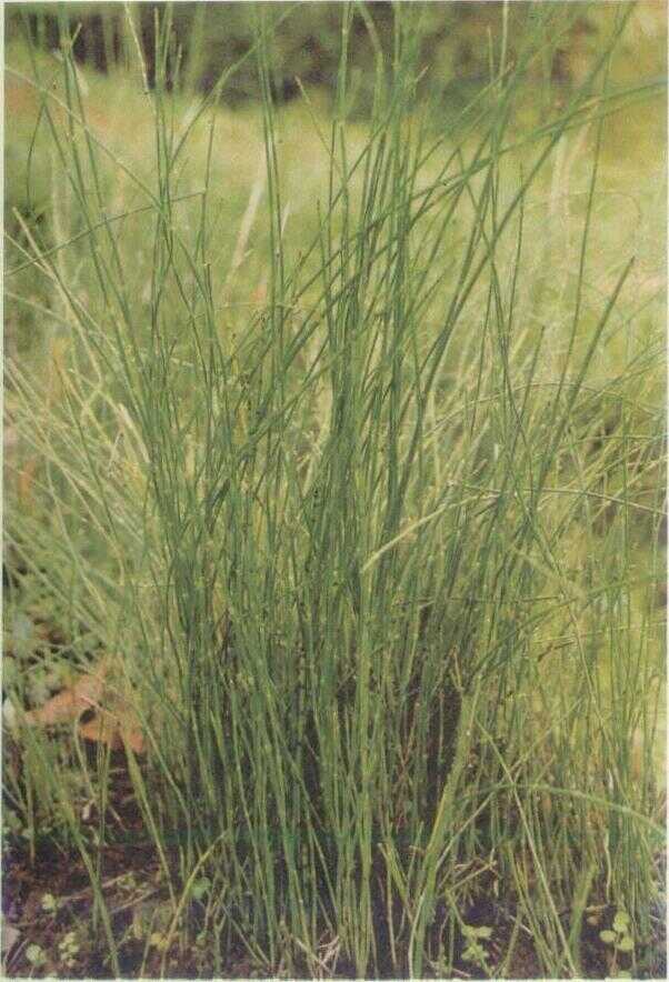 Rumput Bolon / Rumput Belong (Equisetum debile Roxb.)