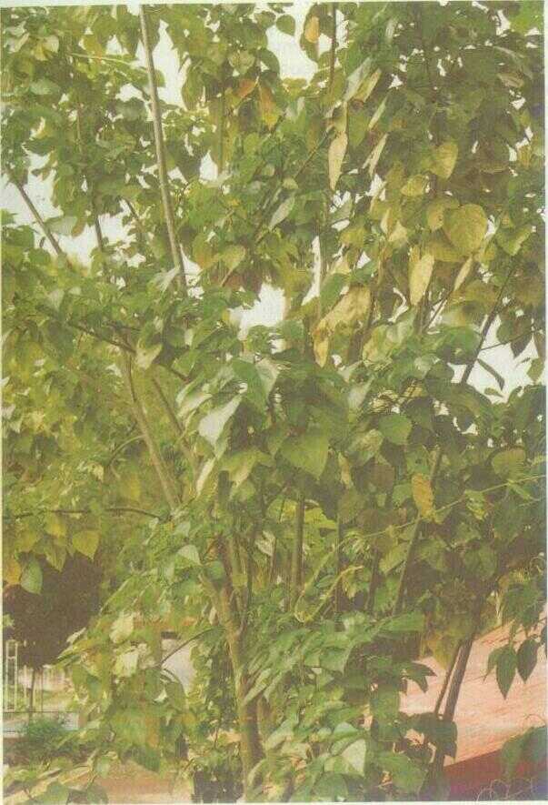 Dadap Ayam (Erythrina variegata L.)