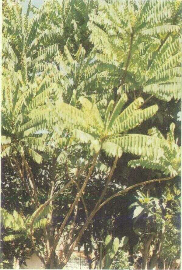 Beluntas (Pluchea indica (L.) Less.)